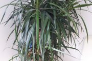 plante