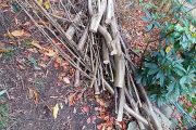 Branches_Noisettier_Reduced