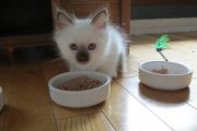 Birmanie 1