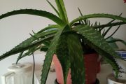 Aloe vera
