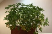 Pelargonium g