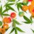 CBD Gummies