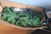 Sapin