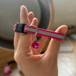 collier avec clochette pour chat