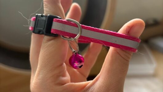 collier avec clochette pour chat